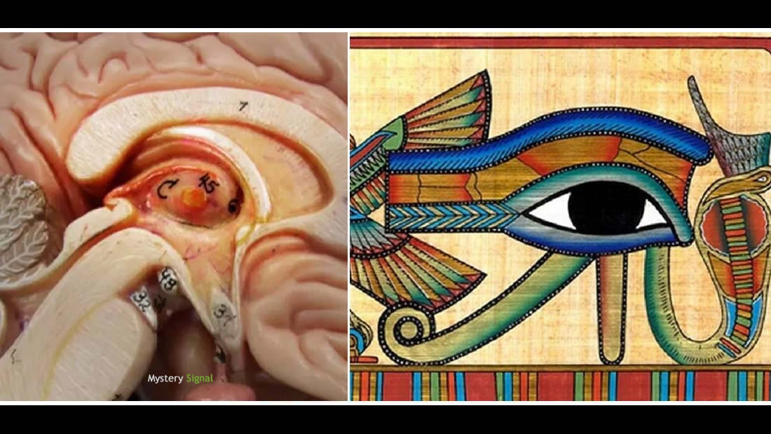 The Eye of Horus and the Pineal Gland: Enigmatic similarities related to the brain and mind